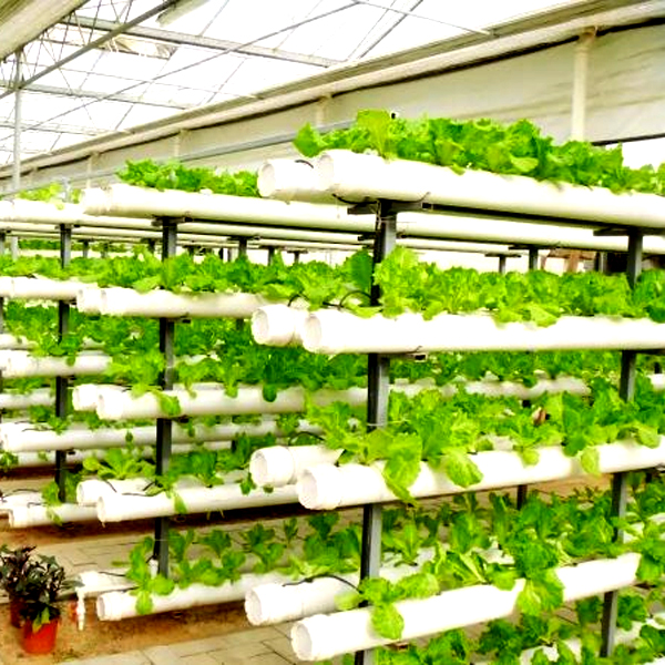 Outdoor Hydroponic Tower Grow  - Hydroponic Tower ulasan dan harga