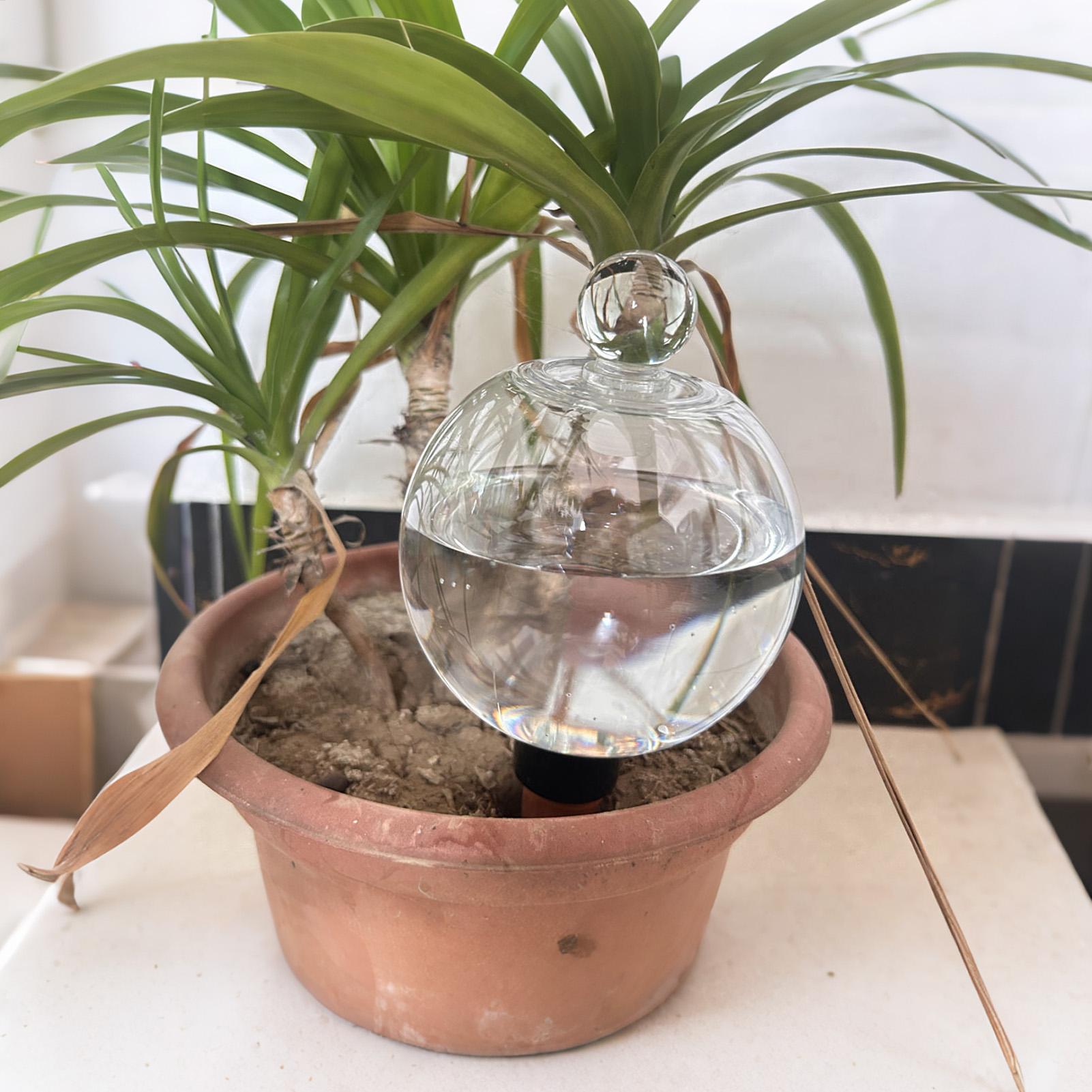 Plant Watering Bulbs 4pcs 500m - Plant Sensor ulasan dan harga