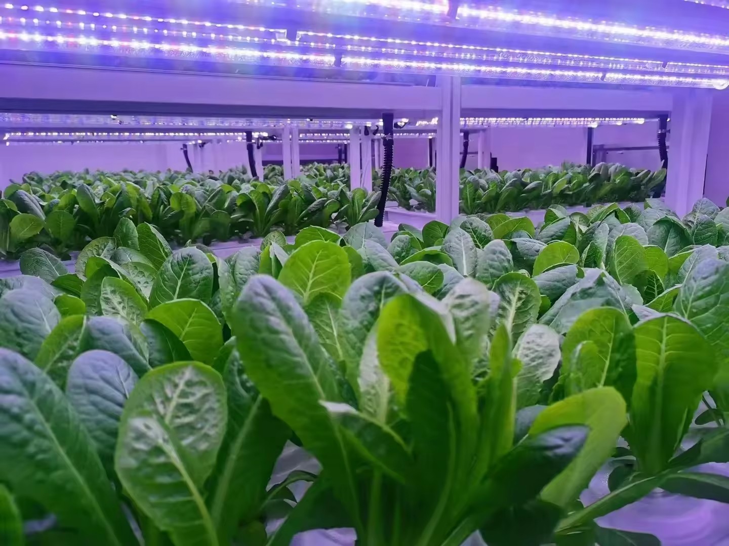 f Greenhouse Agricultural Equi - Hydroponic Tower ulasan dan harga