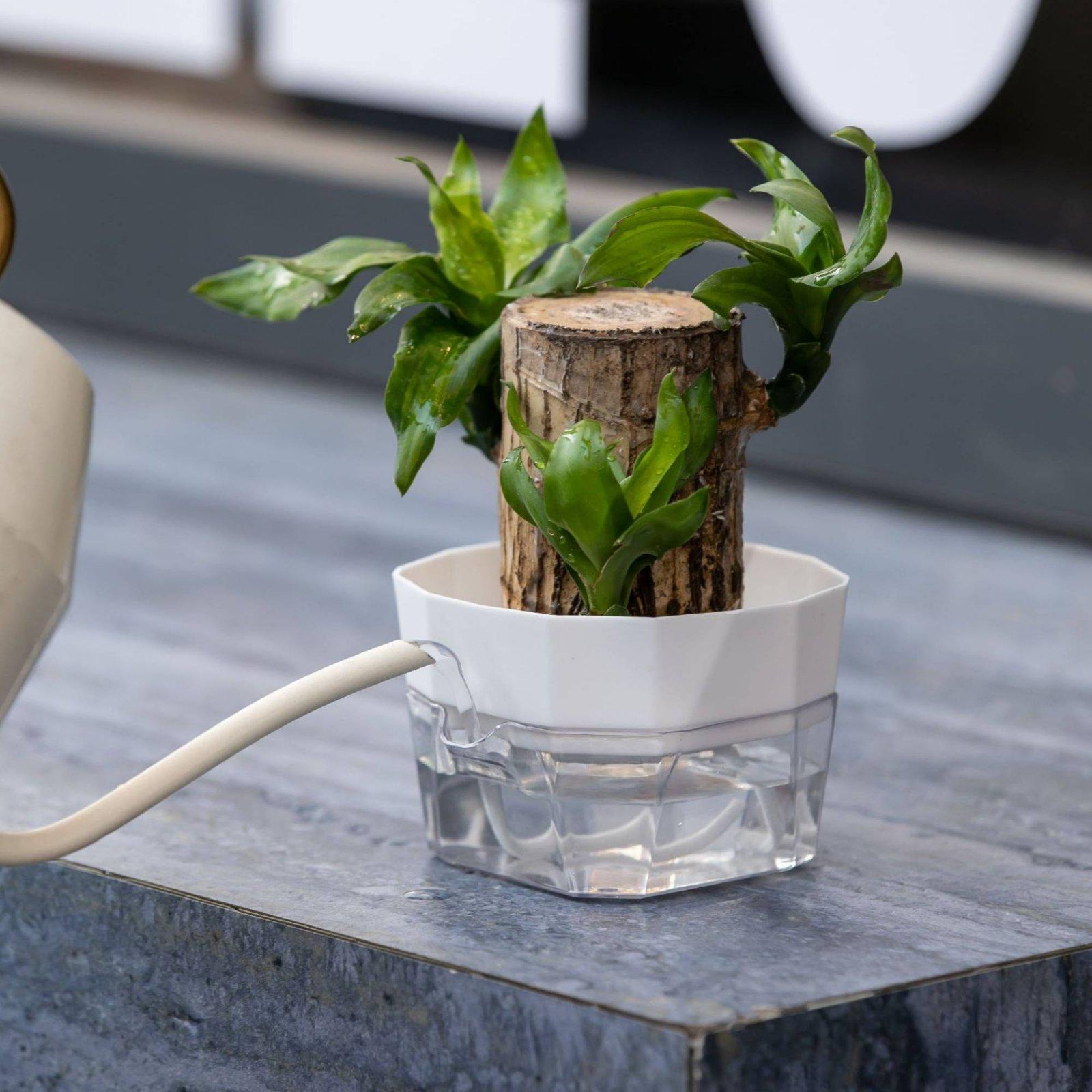 Hydroponic Vase Two Layer Self - Self Watering Planter ulasan dan harga