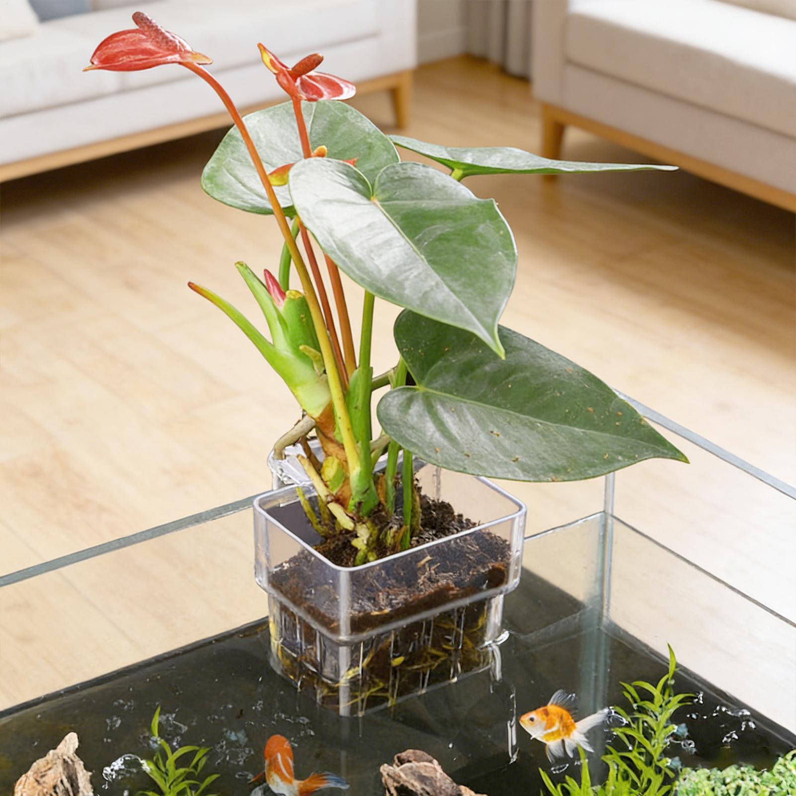Transparent Hangable Aquarium  - Hydroponic Grow Pod ulasan dan harga