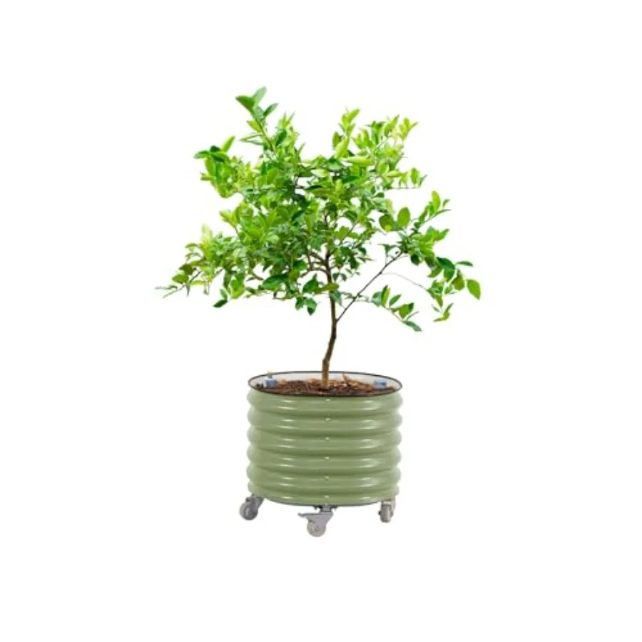 Rolling Citrus Tree Planter Ge - Self Watering Planter ulasan dan harga