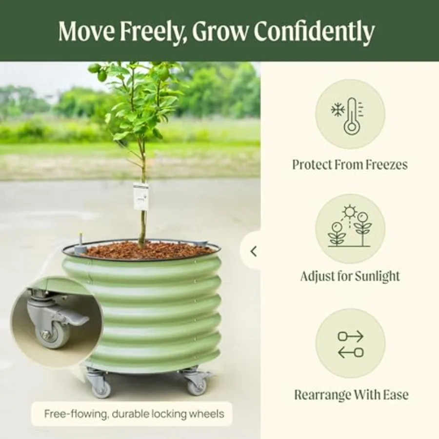 Rolling Citrus Tree Planter Ge - Self Watering Planter ulasan dan harga
