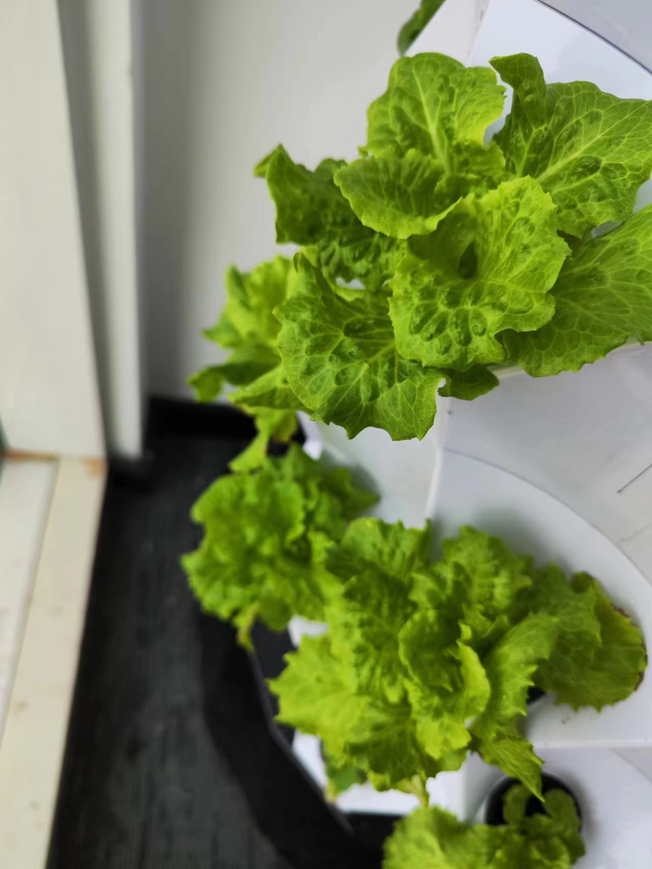 Farm Auto Irrigation Drip Kit  - Hydroponic Tower ulasan dan harga