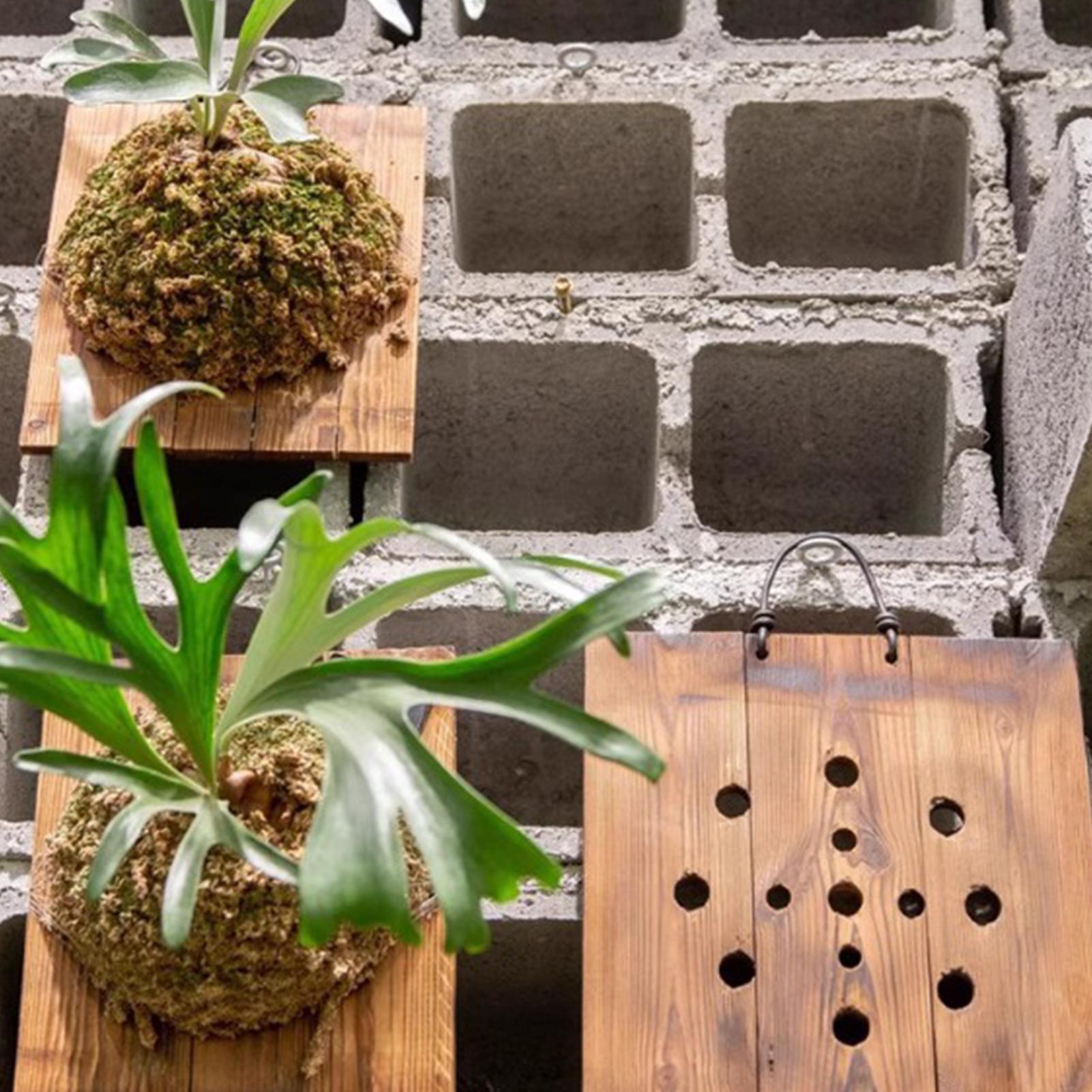 Staghorn Fern Wall Mount Board - Indoor Garden Kit ulasan dan harga